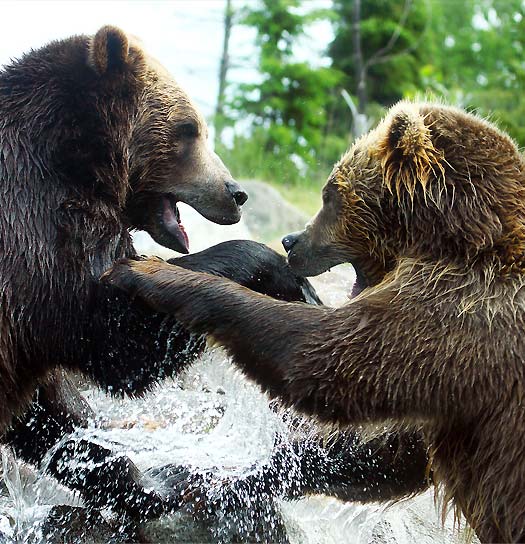 Alaska Brown Bear Hunting