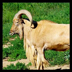 aoudad-sheep-hunts