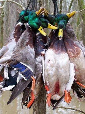 Mallard duck - aka Greenheads - are on every duck hunter's list.