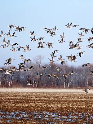 Arkansas is part of the central flyway and a top destination for duck hunters!