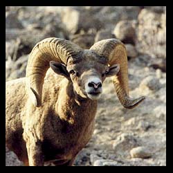 bighorn-sheep-hunts