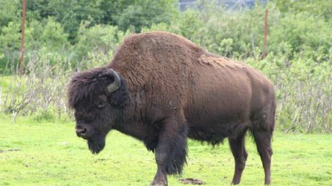 bison-hunting-guides-ranches