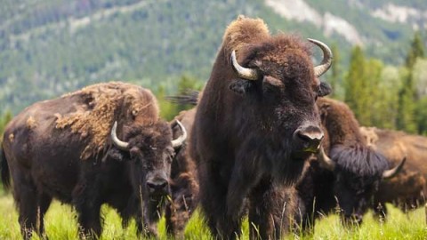 bison-hunting-ranches-outfitters