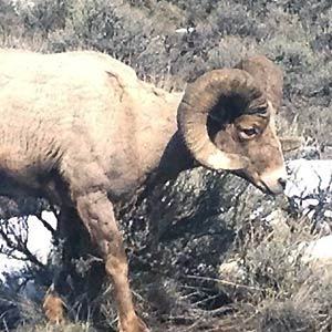 Bliss Creek Outfitters - Wyoming Big Game Hunts