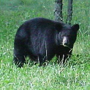 Blue Ridge Outfitters Guided Bear Hunts