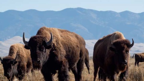 buffalo-hunting-guides-outfitters-1