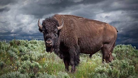 buffalo-hunting-outfitters-guides