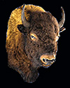 hunt buffalo