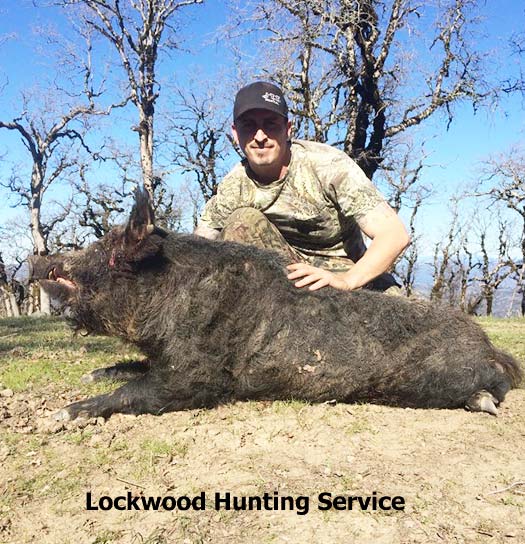 California Hog Hunting - Lockwood Hunting Service