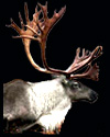 hunt caribou