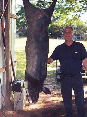 FJ Graddy Hog Hunts in Georgia