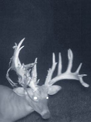 Genesis Whitetails in Illinois for Trophy Bucks