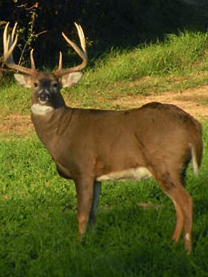 Genesis Whitetails - Illinois Trophy Hunts