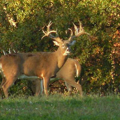 Genesis Whitetails