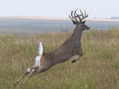 georgia-whitetail-deer