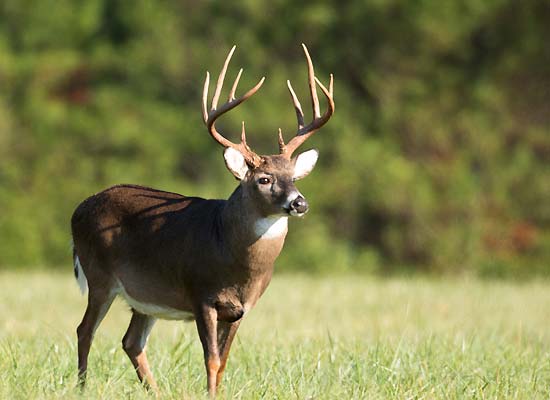 Whitetail Deer Hunting in Illinois