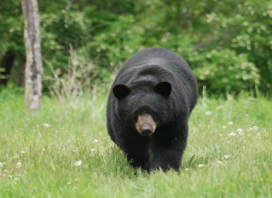 Maine Bear Hunting - Guides, Lodges, Outfitters