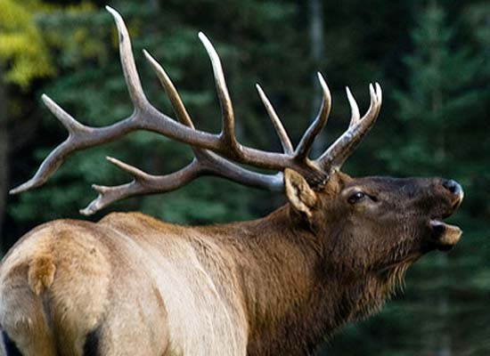Montana Elk Hunting with Pro Guides, Outfitters