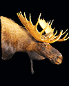 hunt moose