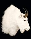 hunt mountain-goat