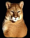 hunt mountain-lion