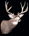 hunt mule-deer