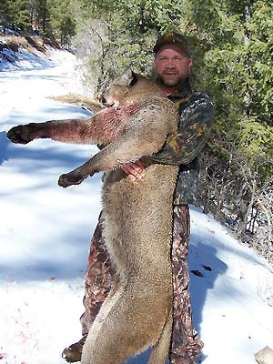 Mt Lion Hunting in New Mexico