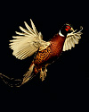 hunt pheasant