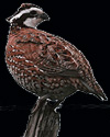 hunt quail