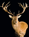 hunt red-stag