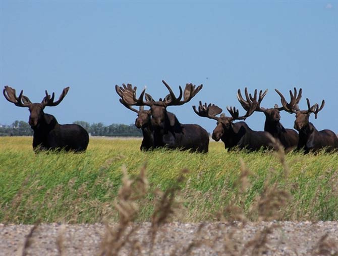 Moose hunting in Saskatchewan