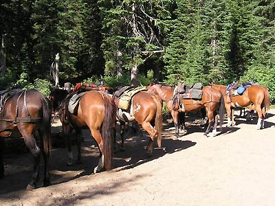 Montana Hunting Guide School - Swan Mountain