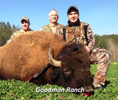 Buffalo hunting in TN - delicious and healthy meat, impressive trophy