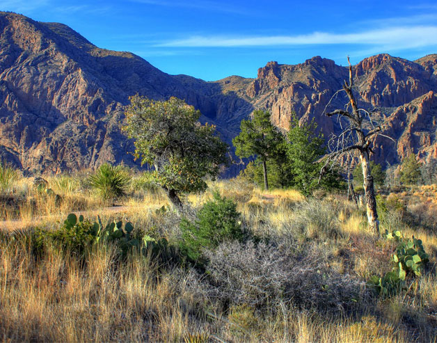 texas hunting guides