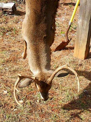 Timber Ridge Deer Hunting in Georgia