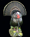 hunt turkey