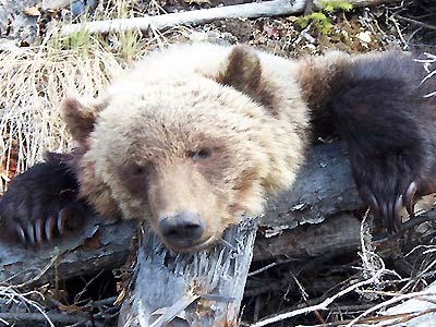 Tweedsmuir Park Grizzly Bear Hunts