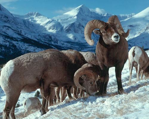 wyoming-big-horn-sheep