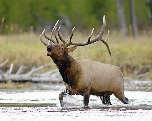 Trophy Wyoming Elk - Top destination for elk hunting!