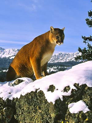 Swan Mountain Outfitters - Montana Mountain Lion Hunts
