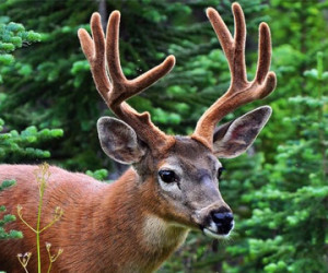 Blacktail Deer Hunting Outfitters & Guides