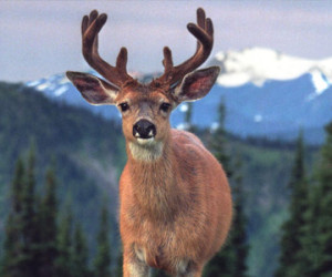 Blacktail Deer Hunting Outfitters & Guides