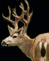 Blacktail Deer