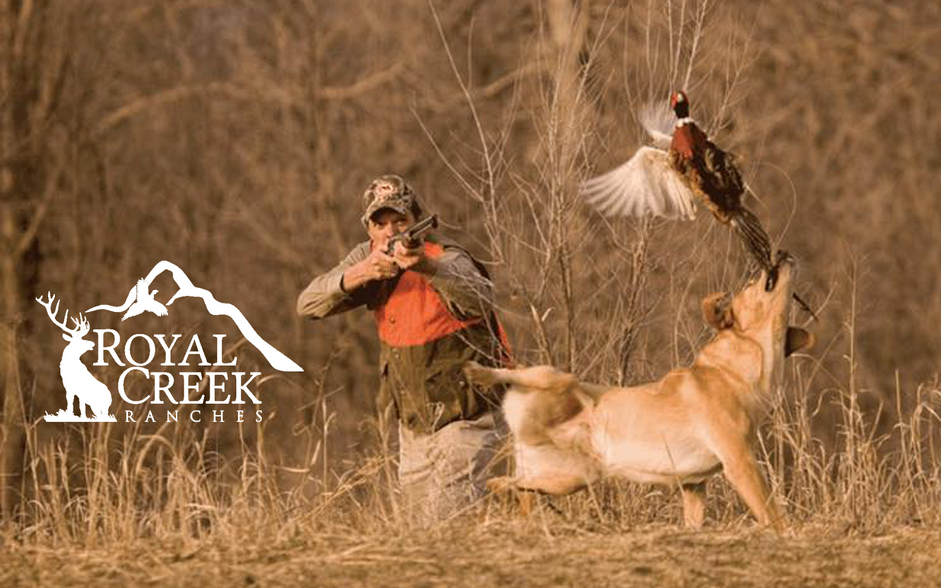 Elk and Pheasant Hunting – Royal Creek Ranches