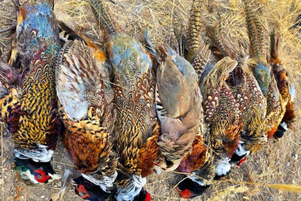 pheasants 1